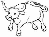 Ox Coloring Clipart Pages Webstockreview Bull sketch template