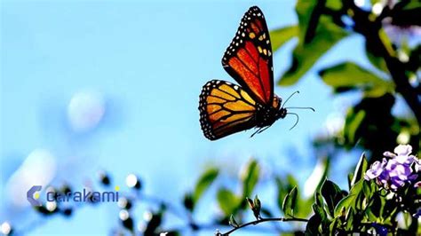 kode alam kupu kupu hinggap  badan angka jitu    tafsir