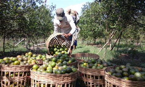 mantap indonesia masuk jajaran negara penghasil jeruk terbesar  dunia