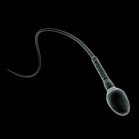 maya human sperm cell microscope