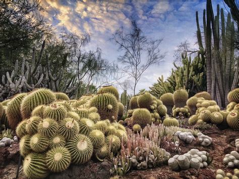 cactus gardens karen axelrad flickr