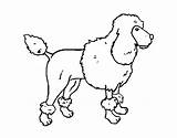 Poodle Caniche Tosa Inglesa Acolore Coloritou sketch template