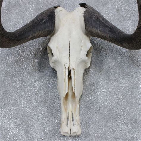 black wildebeest skull horns wildebeest taxidermy  sale skull