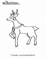 Coloring Reindeer Christmas Pages Holiday Printable Symbols Thank Please Coloringprintables Printables sketch template