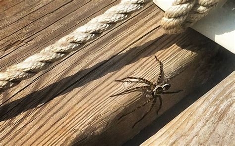 dock spiders spiders   big part   cottage country experience