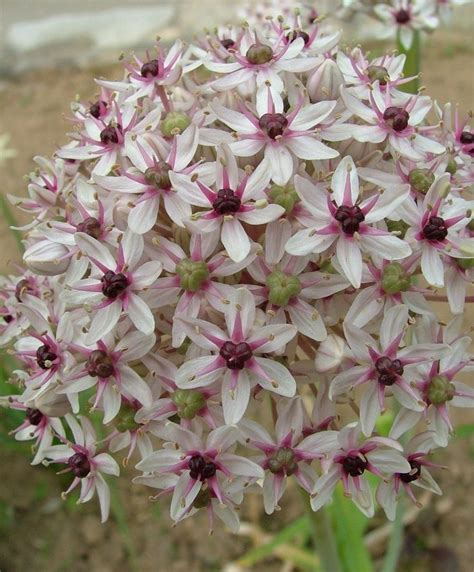 allium silver spring this variety has the remarkable fragrance of a