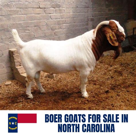 boer goats  sale  north carolina current directory  boer goat breeders  north carolina