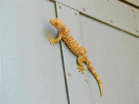 gecko or the “fuckyou” lizard cambodia a curious banana