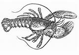 Lobster Coloring Kreeft Kleurplaat Spiny Pages Schoolplaten Drawings 67kb 620px Templates Large sketch template
