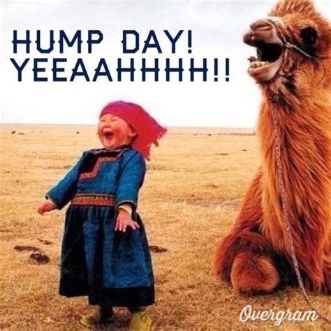 86 Best Wednesday It S Hump Day Images On Pinterest