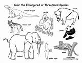 Endangered Coloring Animals Species Pages Animal Kids Sheets Activities Extinct Names Nature Zoo Activity Rainforest Printable Colouring Exploring Pdf Science sketch template