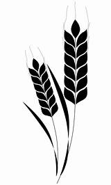 Wheat Trigo Espiga Gandum Cereal Espigas Barley Grains Weizen Pixabay Hoja Stalk Svgsilh Pertanian Naturaleza Icon Spikes Cereals Vektor Pngwing sketch template
