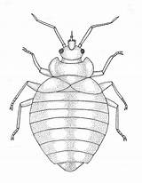 Cimex Lectularius Bug Bedbug Illustration Drawn sketch template