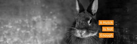 rabbit welfare association and fund rabbit welfare