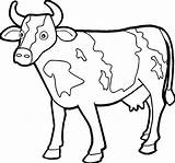 Cow Coloring Pages Realistic Getcolorings sketch template
