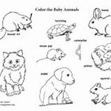 Animals Groups Coloring Baby Labeled Category sketch template
