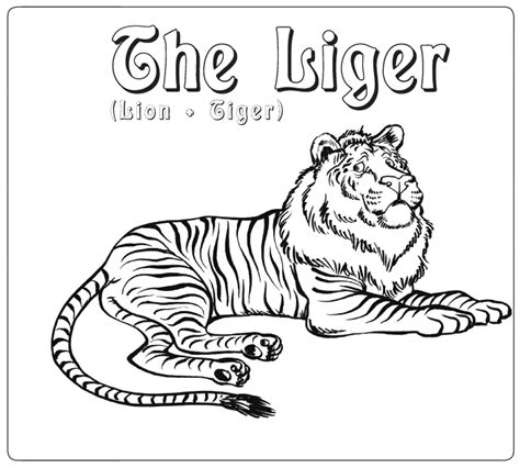liger coloring page animals town animals color sheet liger