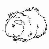 Pig Guinea Coloring Pages Pigs Meerschweinchen Drawing Colouring Printable Cute Marsvin Baby Momjunction Print Template Outline Looking Animal Food Clip sketch template