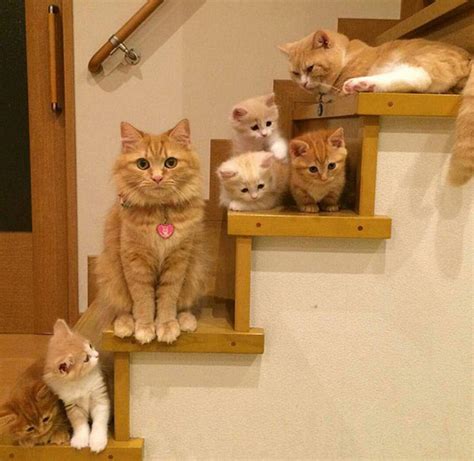 cat family poses  portrait   steps