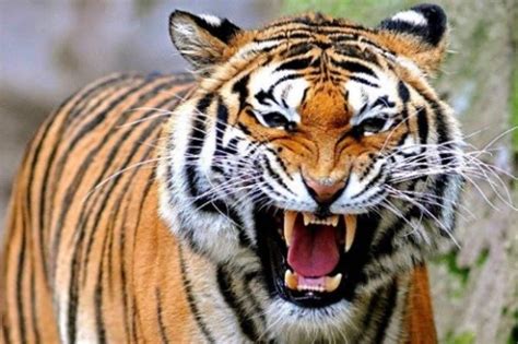 gambar harimau gambar harimau terbaru kumpulan gambar dihalaman