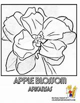 Coloring Alabama Blossom Apple State Pages Flower Symbols 792px 75kb Popular sketch template