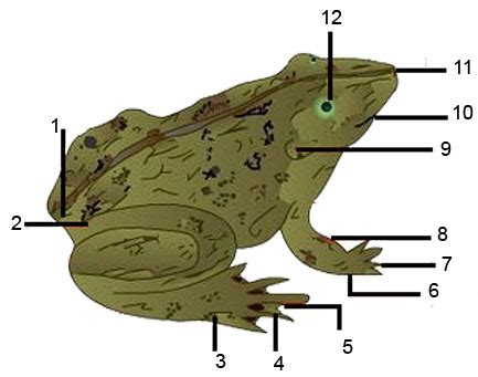external anatomy  frogs