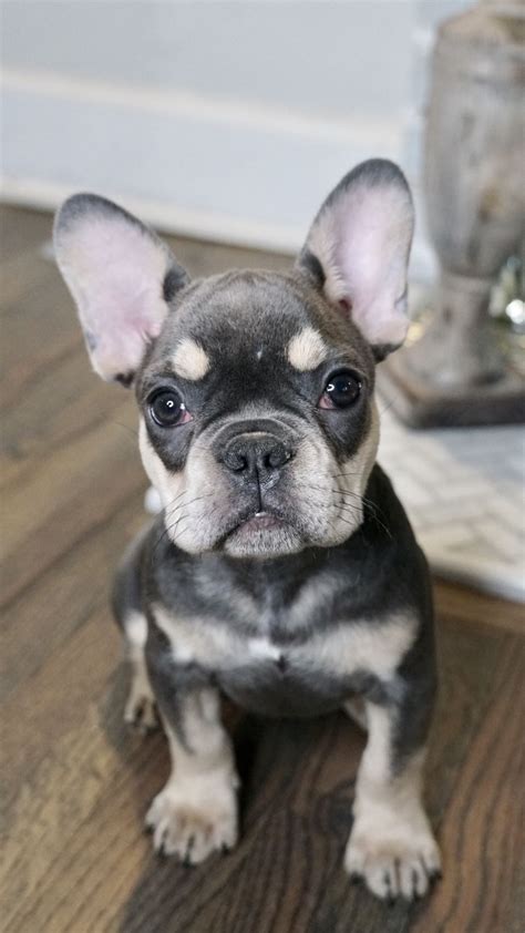 french bulldog blue  tan image bleumoonproductions