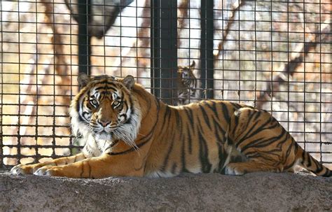 tiger attack sends keeper   hospital zoo pledges