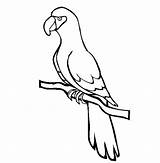Parrot African Grey Coloring Pages Bird Drawing Easy Online Animals Printable Color Getdrawings sketch template