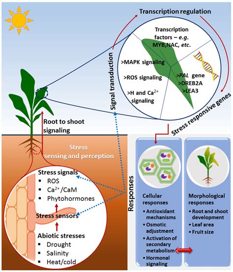 metabolites  full text biostimulants  plant growth