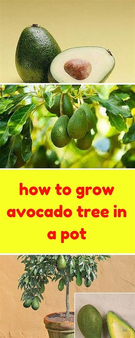 Wie Man Einen Avocadobaum In Einem Topf Wachsen Lässt Wie Man Einen