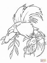 Bird Coloring Paradise Pages Greater Printable Birds Quetzal Color Getcolorings Online Supercoloring Para Getdrawings Special sketch template