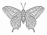 Zentangle Vlinder Gestileerde Coloring Dibujado Estilizada Mariposa Farfalla Stilizzato Vlinders Totem Myloview sketch template