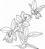 Orchid Coloring Pages Orchids Printable Flower Flowers Popular Designlooter Print Categories Kids sketch template