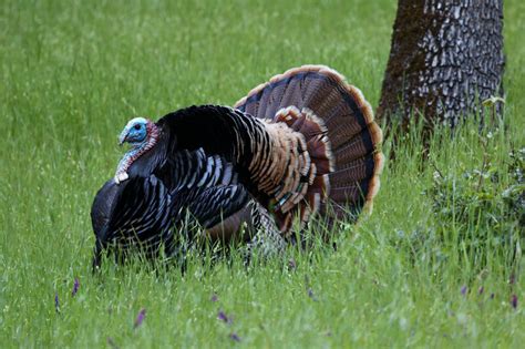 Pictures Of A Turkey Bilscreen
