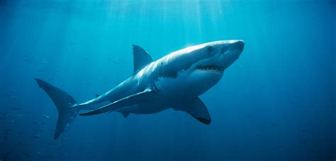 great white sharks  atlantic ocean  ocean animals