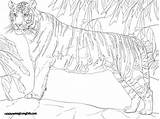 Tiger Bengal Tigers Colorare Ausmalbild Felini Tigre Ausmalbilder Bengalischer Supercoloring Stehender Bengals Ausdrucken sketch template