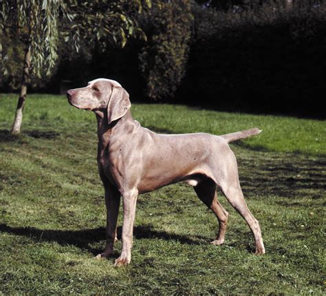 weimaraner hunting dog loyal companion grey ghost care