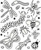 Doodles Coloring Insectes Insectos Insect Vector Insekten Vectorial Tekenen sketch template