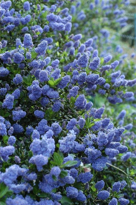 1226 Best Blue Flowers Images On Pinterest Beautiful