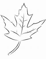 Maple Leaf Silver Coloring Quotes Quotesgram sketch template