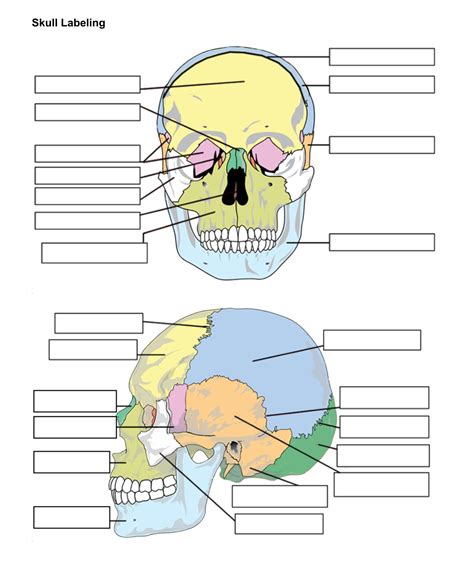 images  printable worksheets muscle anatomy blank head
