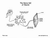Neuron Coloring Cell Nerve Pages Pdf Template Nervous System Anatomy Sponsors Wonderful Support Please sketch template