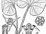 Canadense Asarum Wildginger Canadian Sagebud Nrcs Usda Pd License Northern Vol Plants British Canada States United Pro sketch template