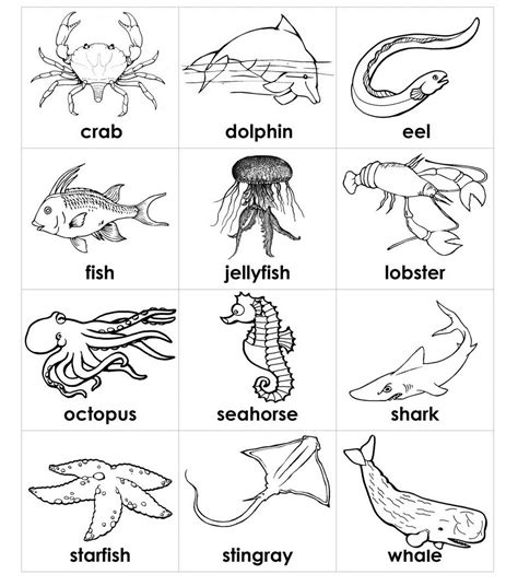 preschool sea animal coloring pages images colorist