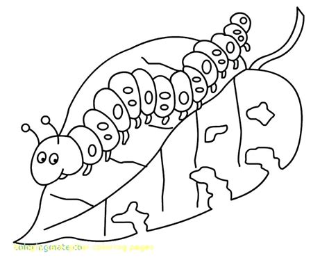 caterpillar coloring page  getcoloringscom  printable