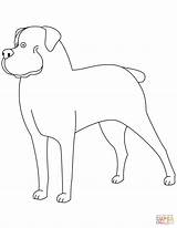 Rottweiler Coloring Pages Funny Drawing Puppy Printable Getdrawings Supercoloring Categories sketch template