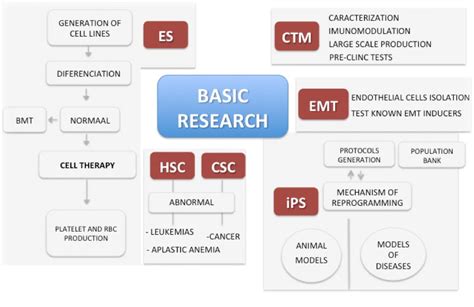 basic research center  cell based therapy
