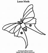 Coloring Moth Luna Pages Printable Getcolorings Dnr sketch template