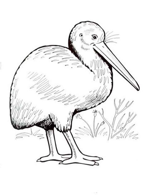 kiwi bird coloring pages kiwi bird coloring pages kiwi bird page